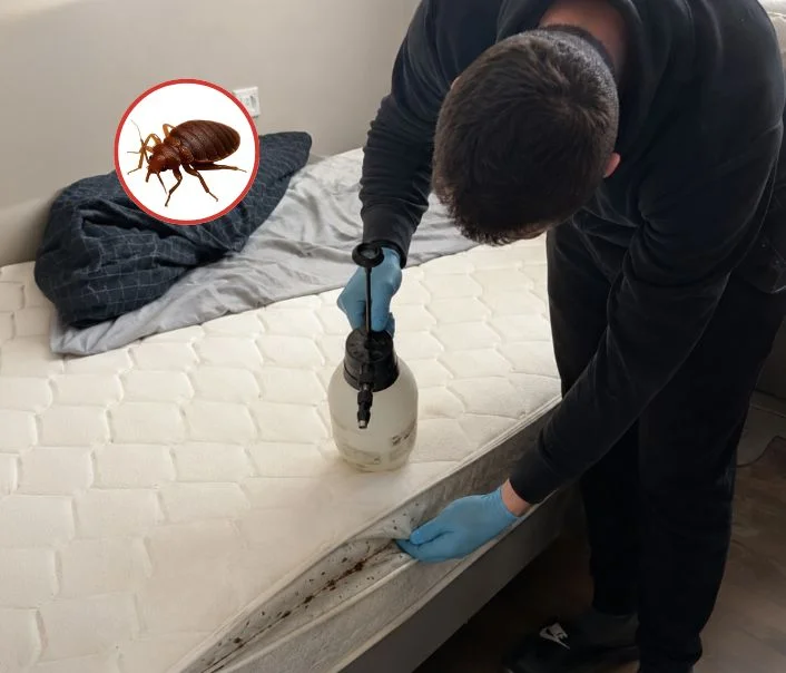 Technicien traitant un matelas contre les punaises de lit à Vallangoujard